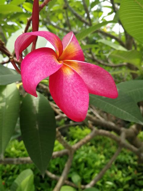 回音 雞蛋花 風水